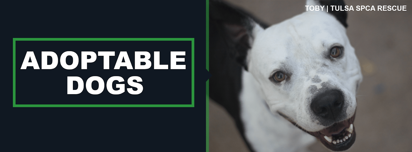 Spca sales available pets