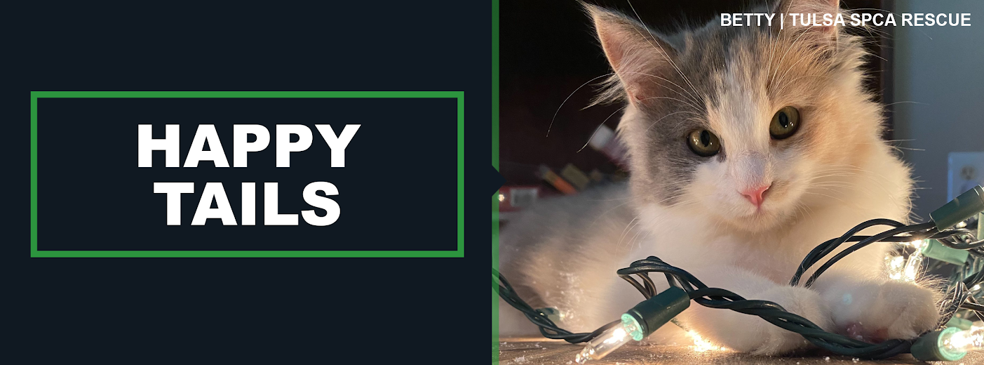 2019-2020 Two 2 Year Kitten PLANNER Pocket Purse cat Calendar 2 yr pets animal 